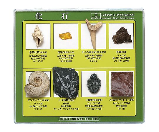 3-654-02 化石標本(化石標本8種) 東京サイエンス