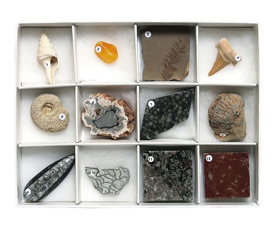 3-654-03 化石標本(化石標本12種) 東京サイエンス