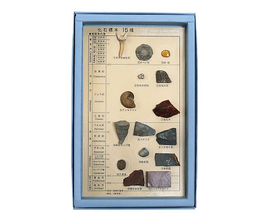 3-654-04 化石標本(化石標本15種) 東京サイエンス 印刷