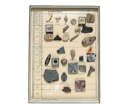 3-654-05 化石標本(化石標本30種) 東京サイエンス 印刷