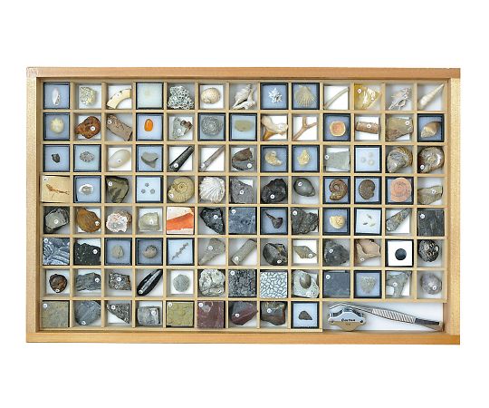 3-654-06 化石標本(化石標本100種) 東京サイエンス 印刷