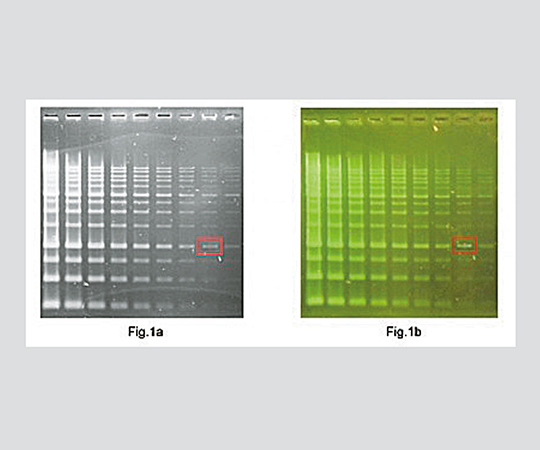 DNA・タンパク質蛍光染色試薬 Novel Green Plus LD003-0500