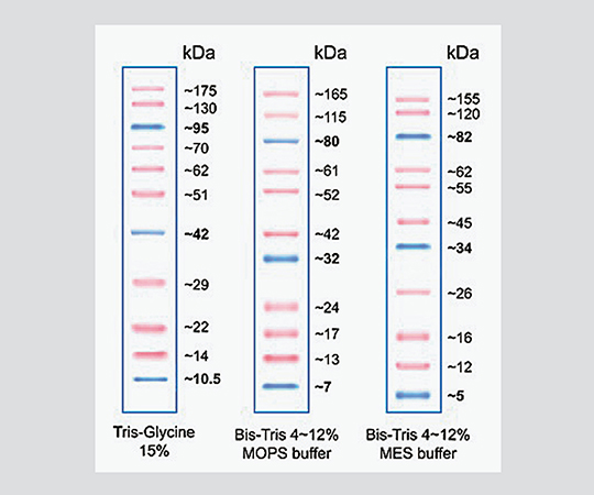 3-5178-01 タンパク質電気泳動マーカー Pink Plus PM005-0500