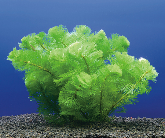 試験・研究用水草 カボンバ(10株)