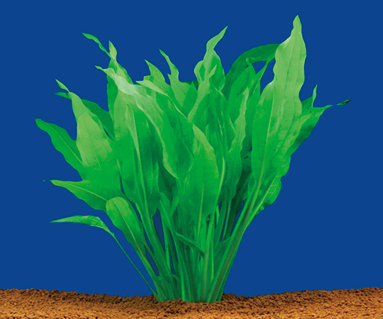 試験・研究用水草 アマゾンソード(10株)