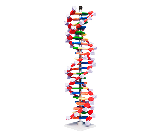 3-6914-02 DNAモデルシステム 22レイヤーセット miniDNA(R)