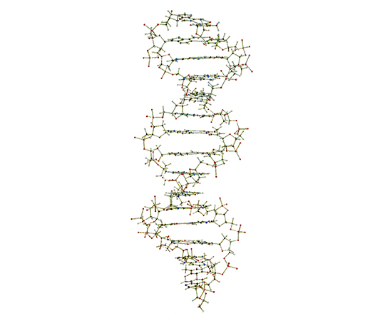 3-9228-02 DNA・RNA分子模型 教育用 吊下げ型DNA分子模型組立キット 3B Scienitific 印刷