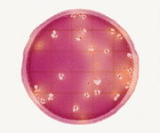 6-8641-12 ペトリフィルム 培地 腸内細菌群数測定用 6420EB(25枚×2袋) スリーエムジャパン(3M)