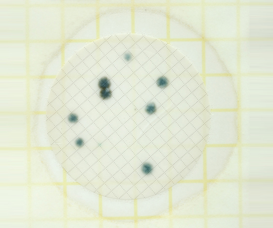 ペトリフィルム 培地 水中カビ・酵母測定用 6408AQYM(50枚×2袋)