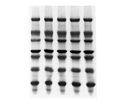 Stericup-HV 0.45μm PVDF 1000/1000mL RS 12/Pk 12PK SCHVU11RE