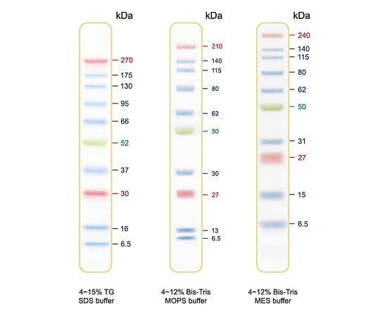61-9703-37 BLUltra Prestained Protein Ladder プロテインラダーマーカー PM001-0500 GeneDireX 印刷