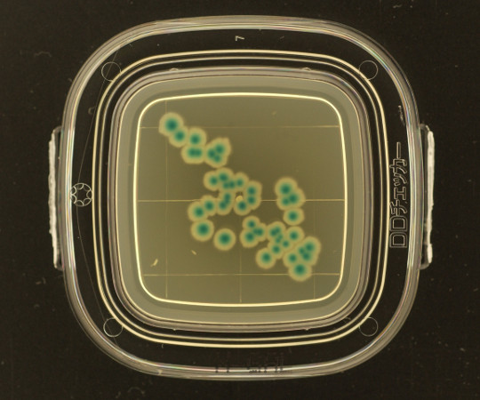 4-1250-06 DDチェッカー(細菌検出用培地) X-GAL寒天培地 大腸菌群検出用 4221(100枚) 極東製薬工業 印刷