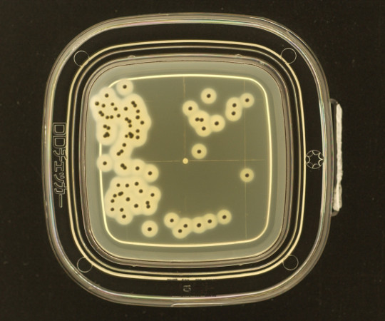 DDチェッカー(細菌検出用培地) TGSE寒天培地 黄色ブドウ球菌検出用 4251(100枚)