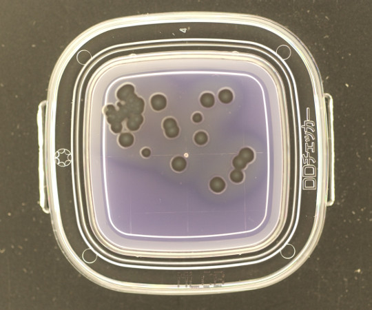 4-1250-05 DDチェッカー(細菌検出用培地) MLCB寒天培地 サルモネラ検出用 4271(100枚) 極東製薬工業 印刷