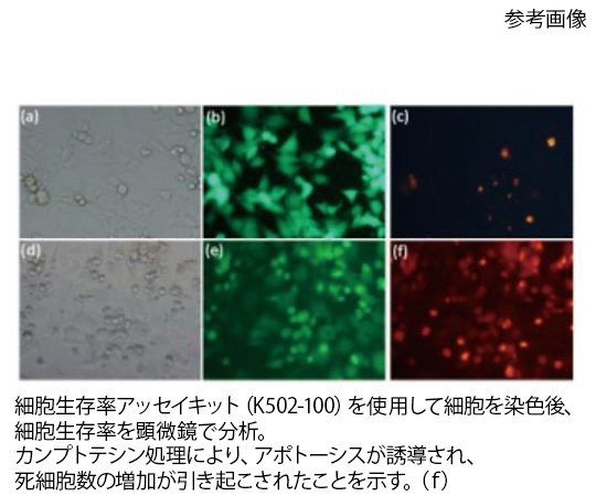 89-0078-34 生死細胞染色キット K501-100 BioVision 印刷