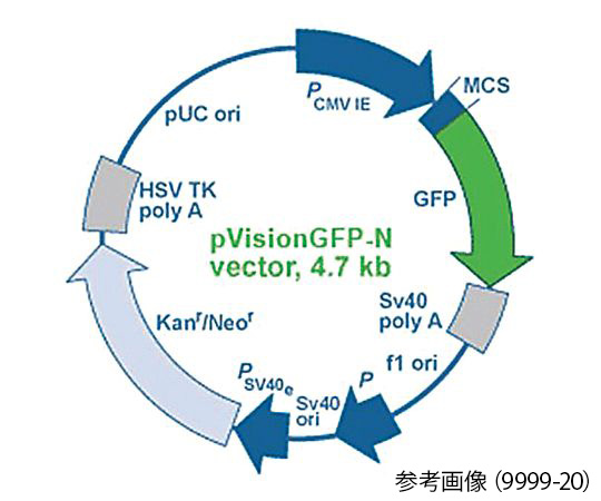 89-0112-44 蛍光イメージング用発現ベクター pVision-GFP-C Vector 9998-20 BioVision 印刷