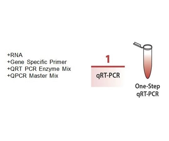 qRT-PCR酵素 Taqman qRT-PCR酵素 普通 M1186-100