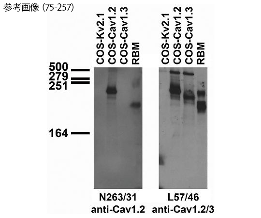 89-0118-27 一次抗体(NeuroMab) Cav1.2 Ca2+ channel 75-257 NeuroMab