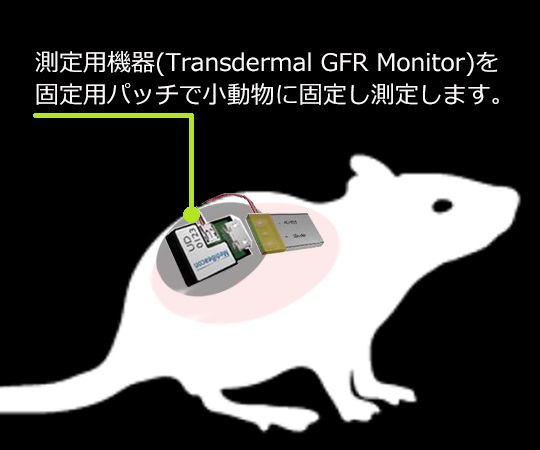 マウス/ラット用腎機能蛍光検出器 専用パッチ(大サイズ/ラット用) PTC-LG001(100枚)