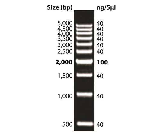 89-5240-66 DNAラダーマーカー DNAmarkTM100bp Plus 786-856 G-Biosciences