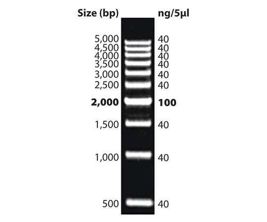 DNAラダーマーカー DNAmarkTM500bp 786-462
