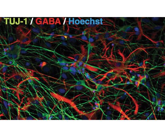 89-7173-08 SynFire GABAergic Induced Neurons (Small) 1002-20 Neucyte,Inc.