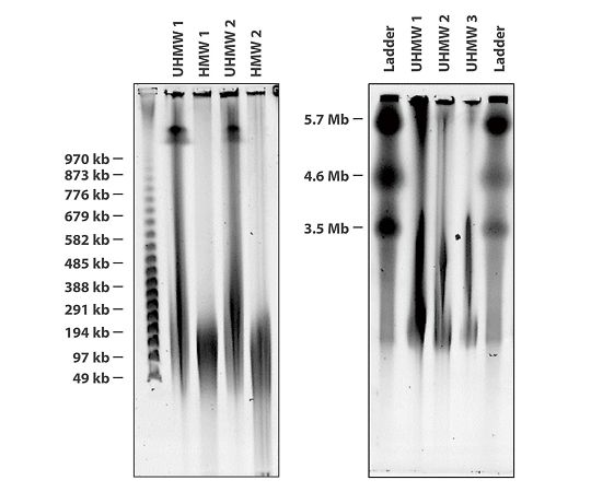 Nanobind 高分子ゲノムDNA抽出キット(磁気ディスク) 細胞、全血、バクテリア用 NB-900-001-01