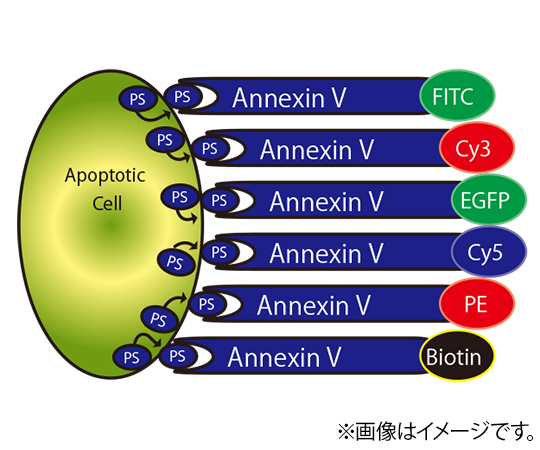 【受注停止】89-0075-95 Annexin V アポトーシス検出試薬・キット Annexin V-PE-Cy5 Apoptosis Detection Kit K129-100 BioVision